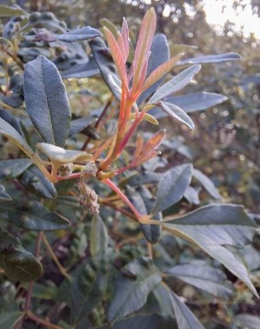 Searsia angustifolia new growth other colouring